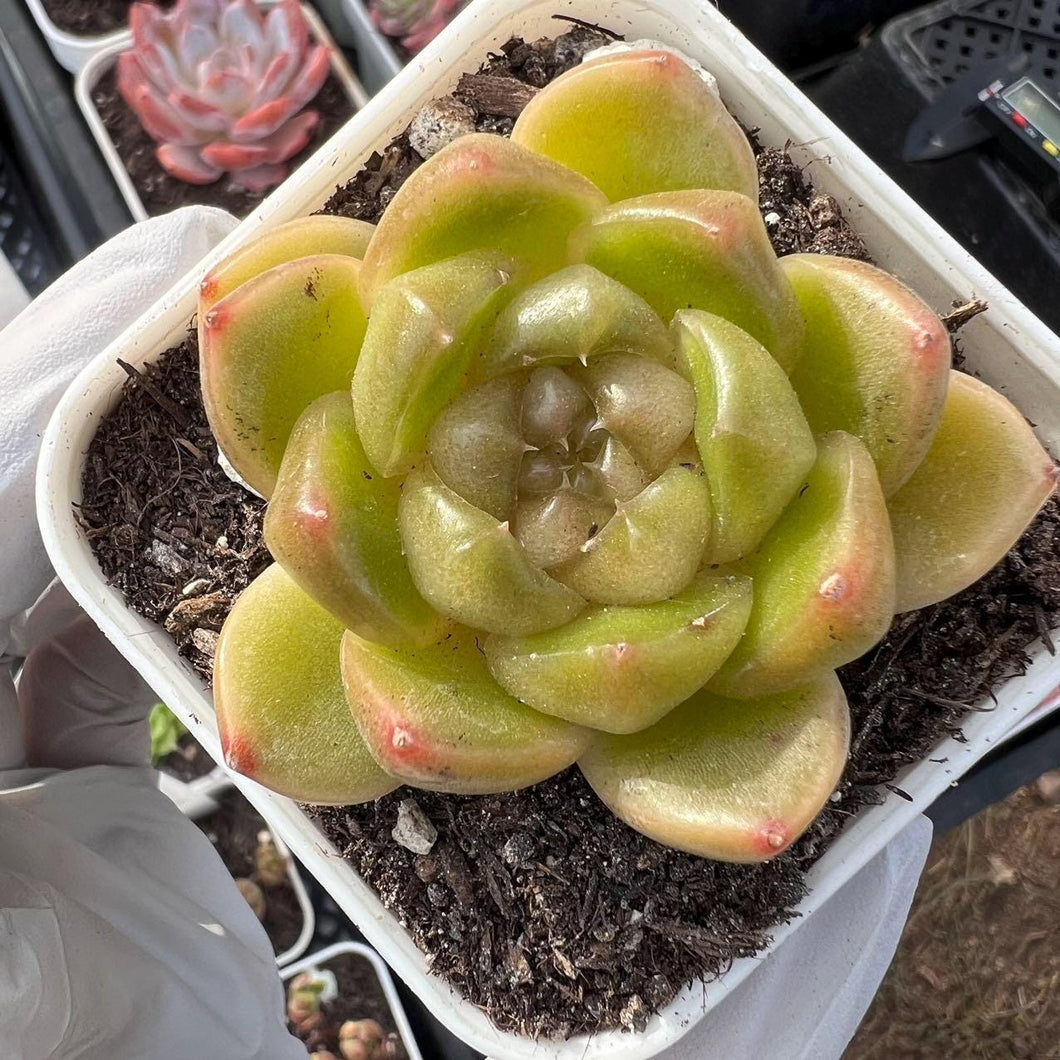 bones succulent Echeveria jade bone Jenni Rare Succulent Live Plant Live Succulent Cac – cactus cat succulents