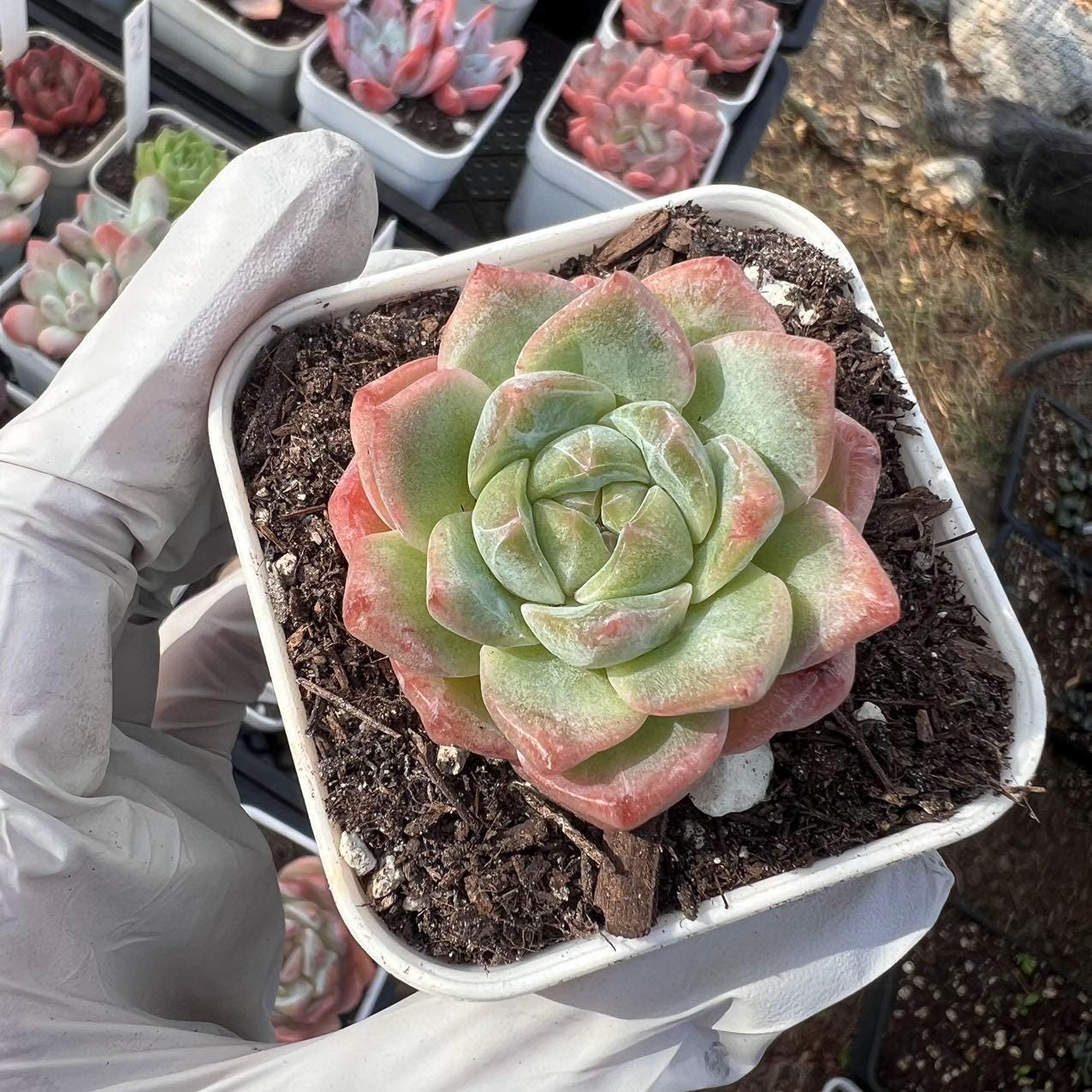the most expensive succulent Echeveria carat diamond Rare Succulent Live Plant Live Succulent Cactus