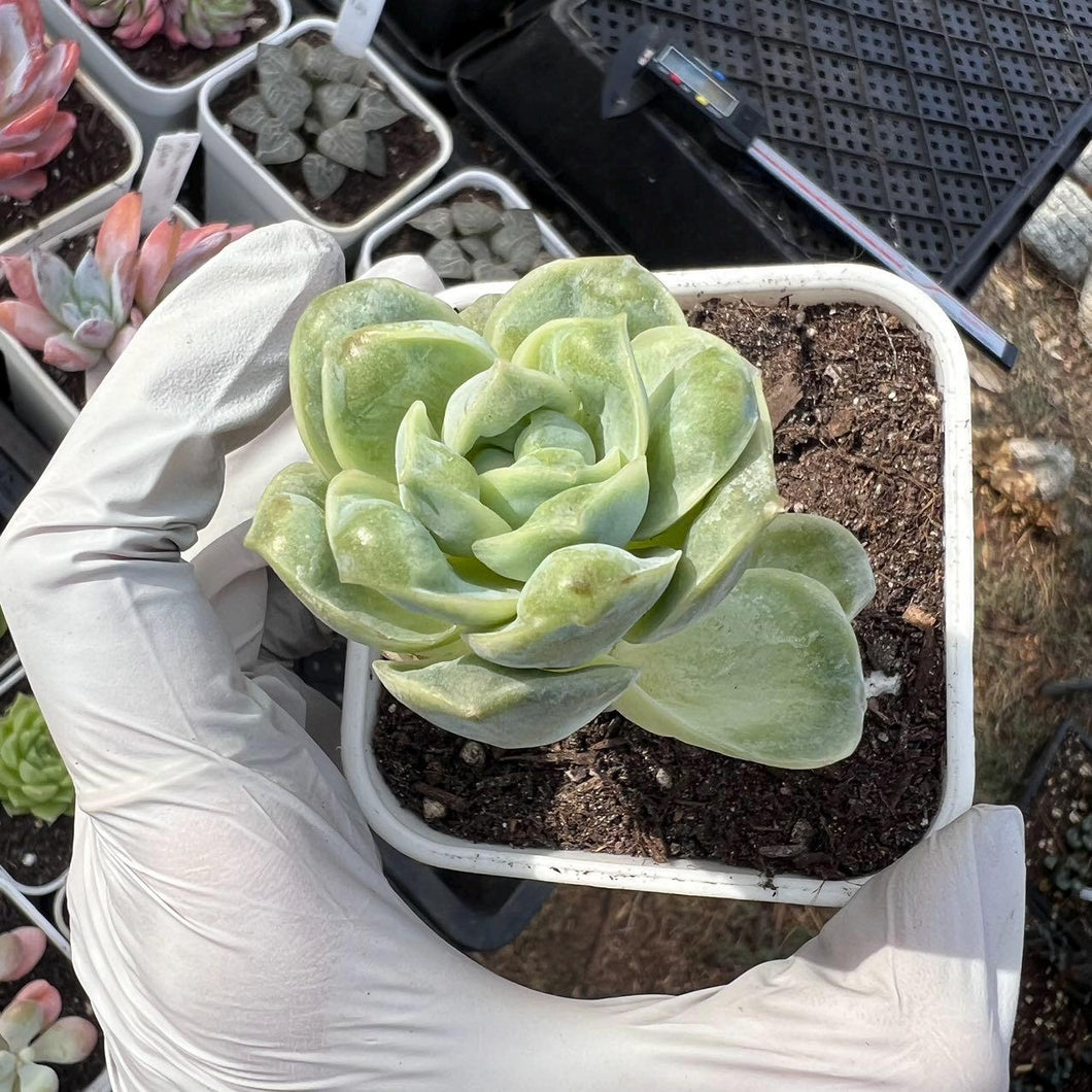 succulent lovely rose Echeveria lovely rose carunble Rare Succulent Live Plant Live Succulen – cactus cat succulents