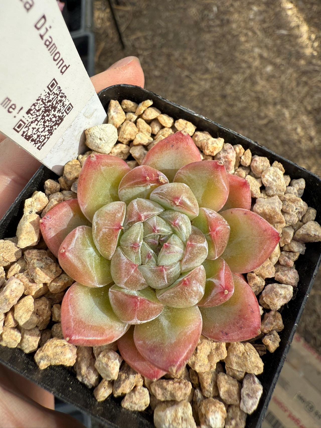 Echeveria diamond Jenni Rare Succulent Live Plant Live Succulent Cactu –  cactus cat succulents