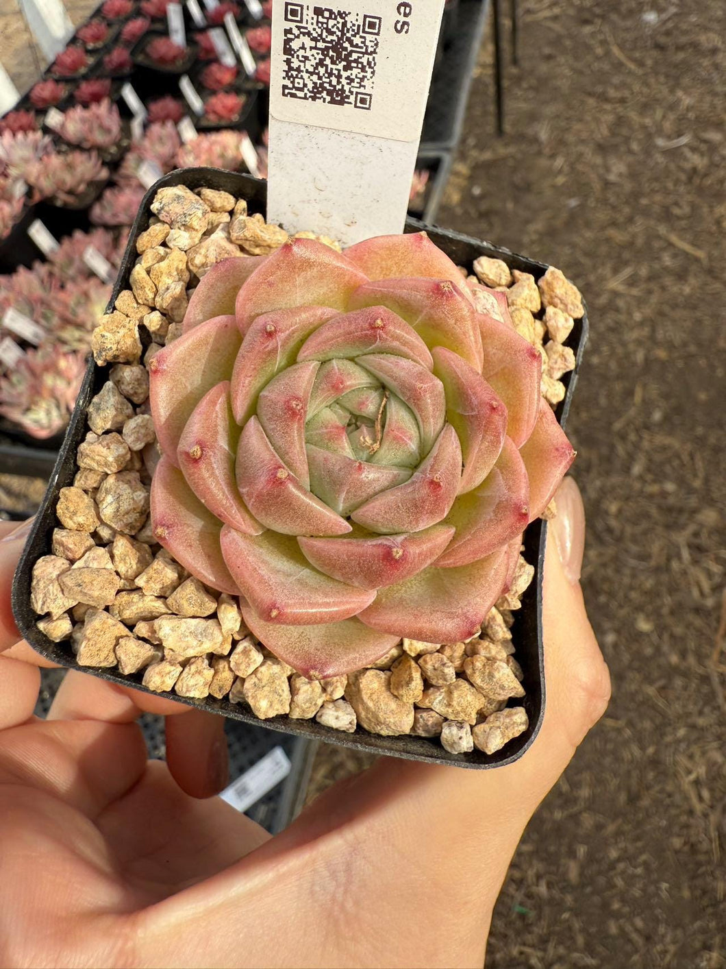 bubble succulent Echeveria bubbles Rare Succulent Live Plant Live Succulent Cactus