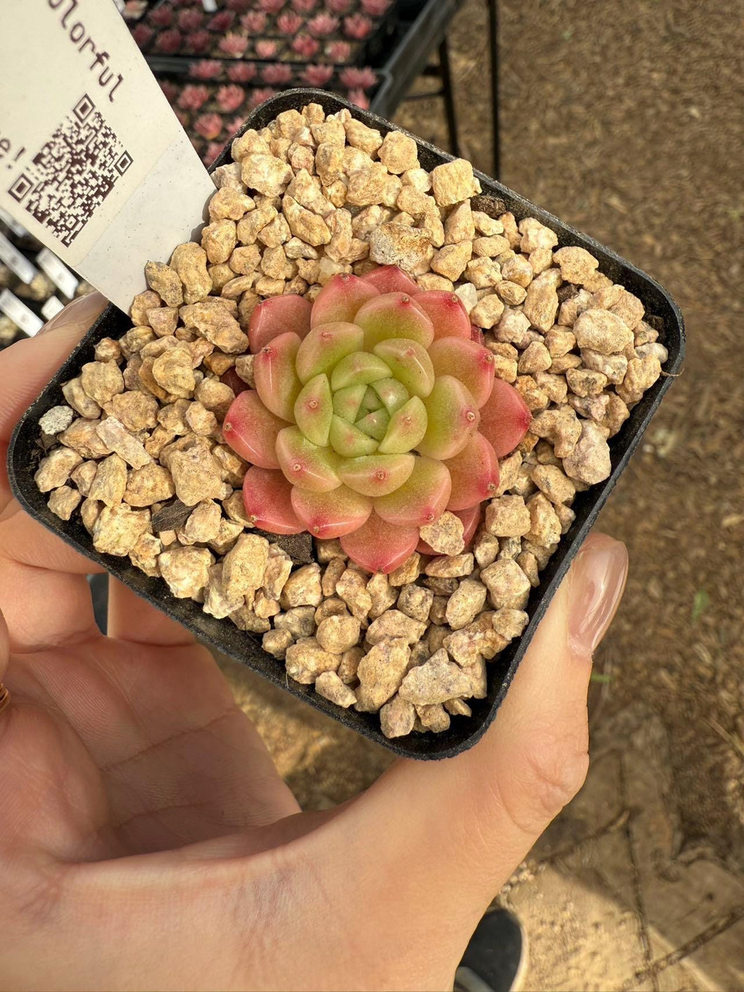 rare succulent plants Echeveria colorful elegance Rare Succulent Live Plant Live Succulent Cactus