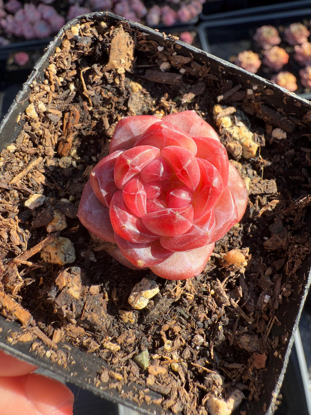 Echeveria round leaf angel faded now Rare Succulent Live Plant Live Succulent Cactus