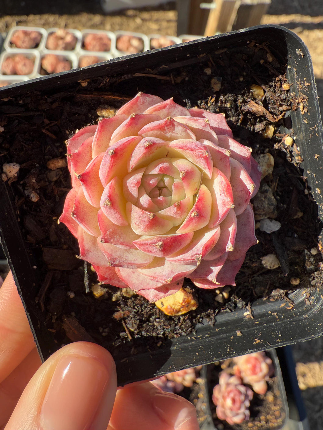 Echeveria shallot rose Rare Succulent Live Plant Live Succulent Cactus