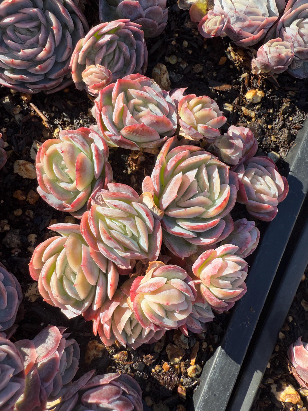 Echeveria cena Rare Succulent Live Plant Live Succulent Cactus