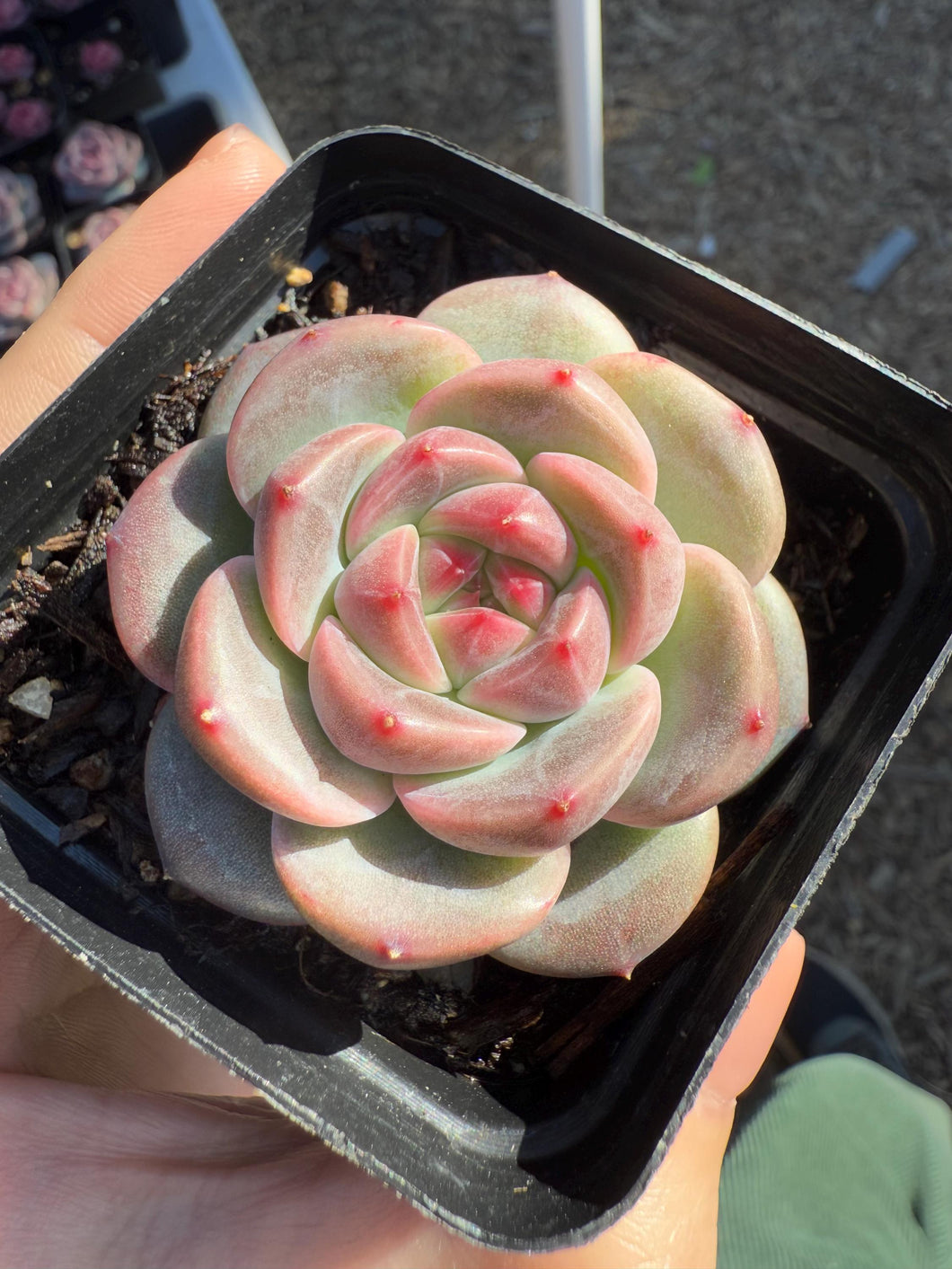 Echeveria caichen Rare Succulent Live Plant Live Succulent Cactus