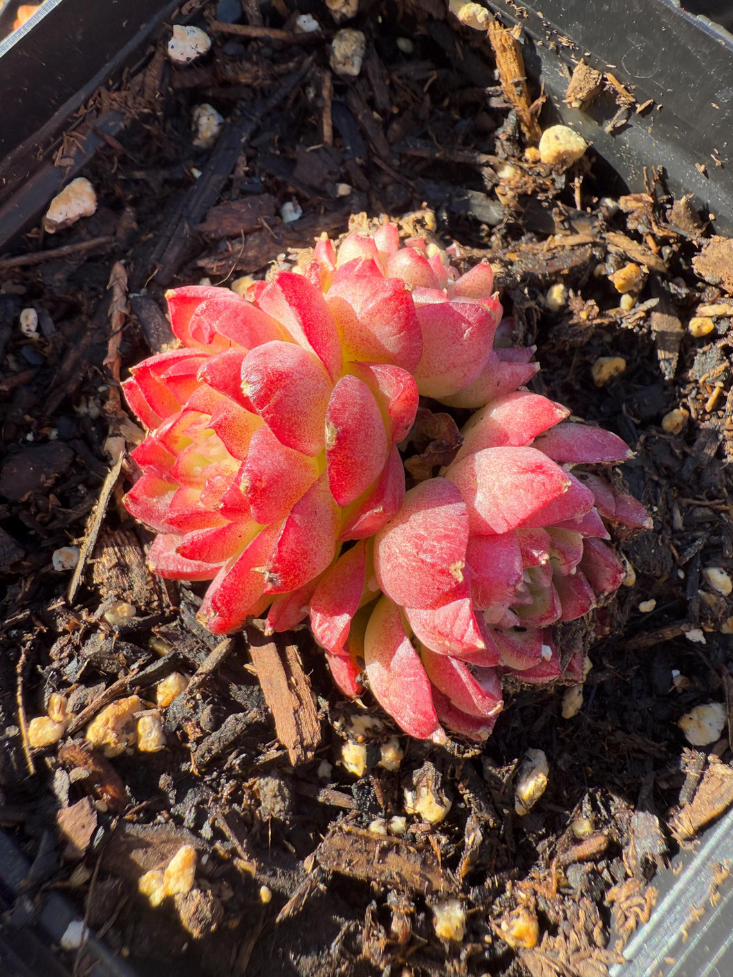 Echeveria little red lips Rare Succulent Live Plant Live Succulent Cactus