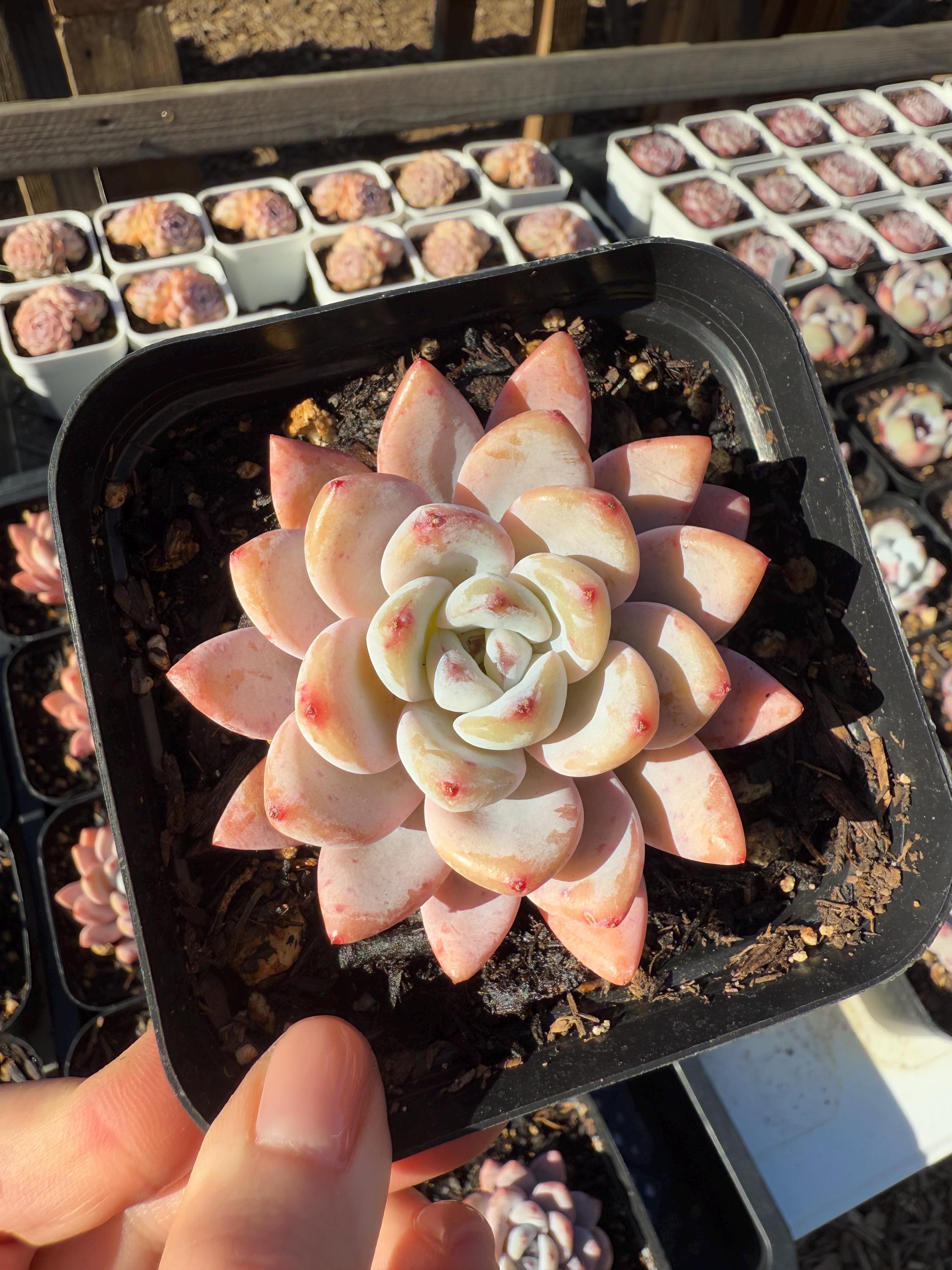 echeveria kaktus Echeveria starry snow Rare Succulent Live Plant Live Succulent Cactus