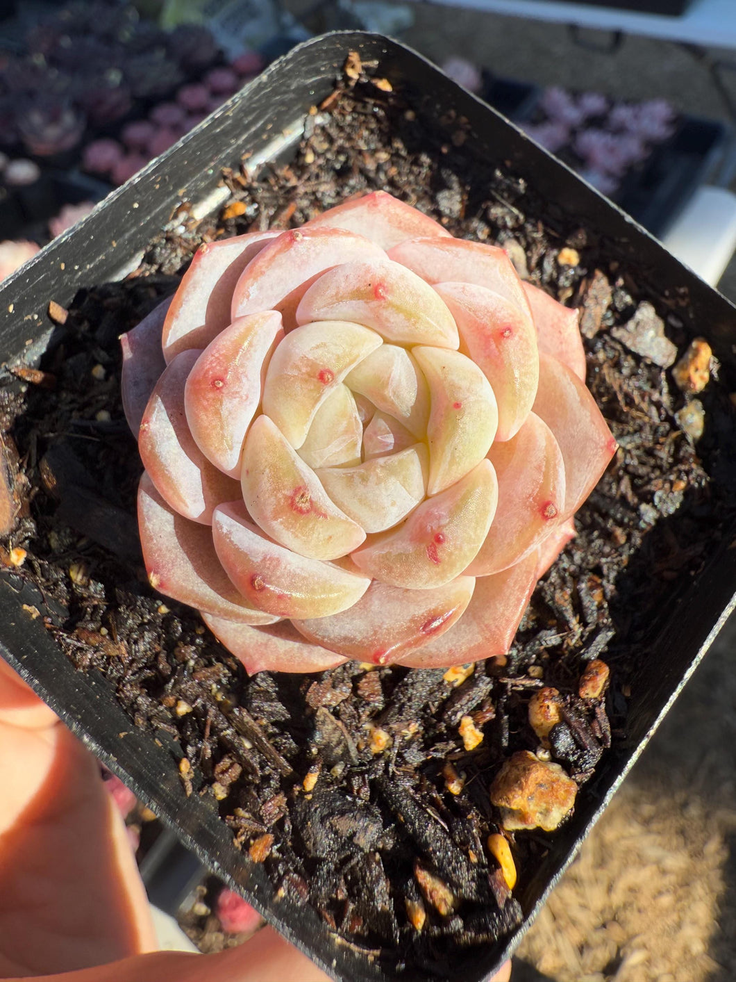 Echeveria grape burst Rare Succulent Live Plant Live Succulent Cactus