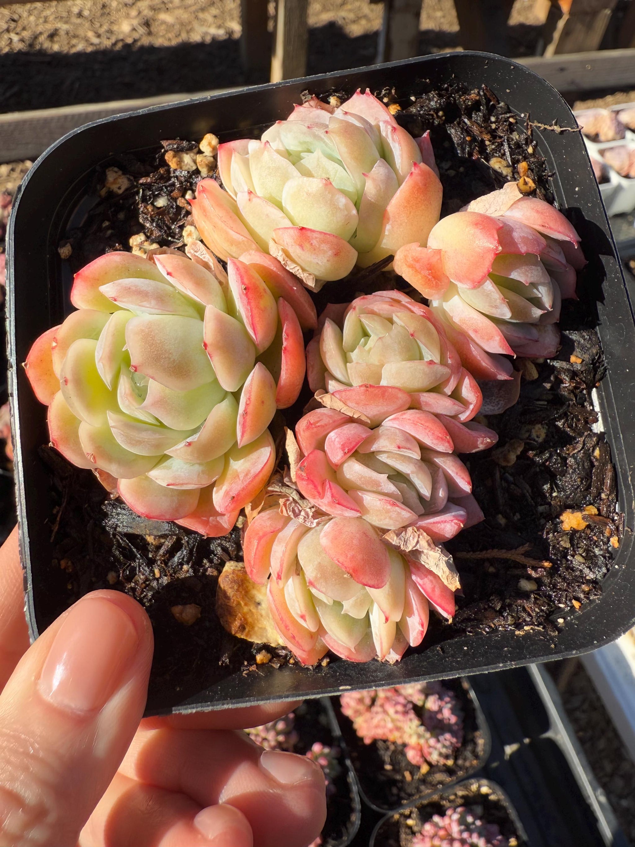 Echeveria twin berry Rare Succulent Live Plant Live Succulent Cactus –  cactus cat succulents