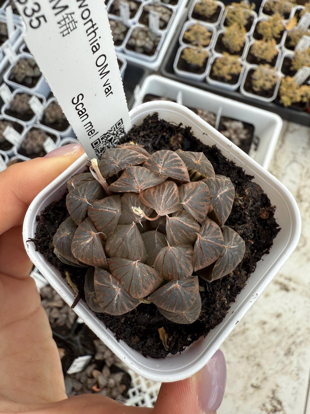 Haworthia OM variegated Rare Succulent Live Plant Live Succulent Cactus