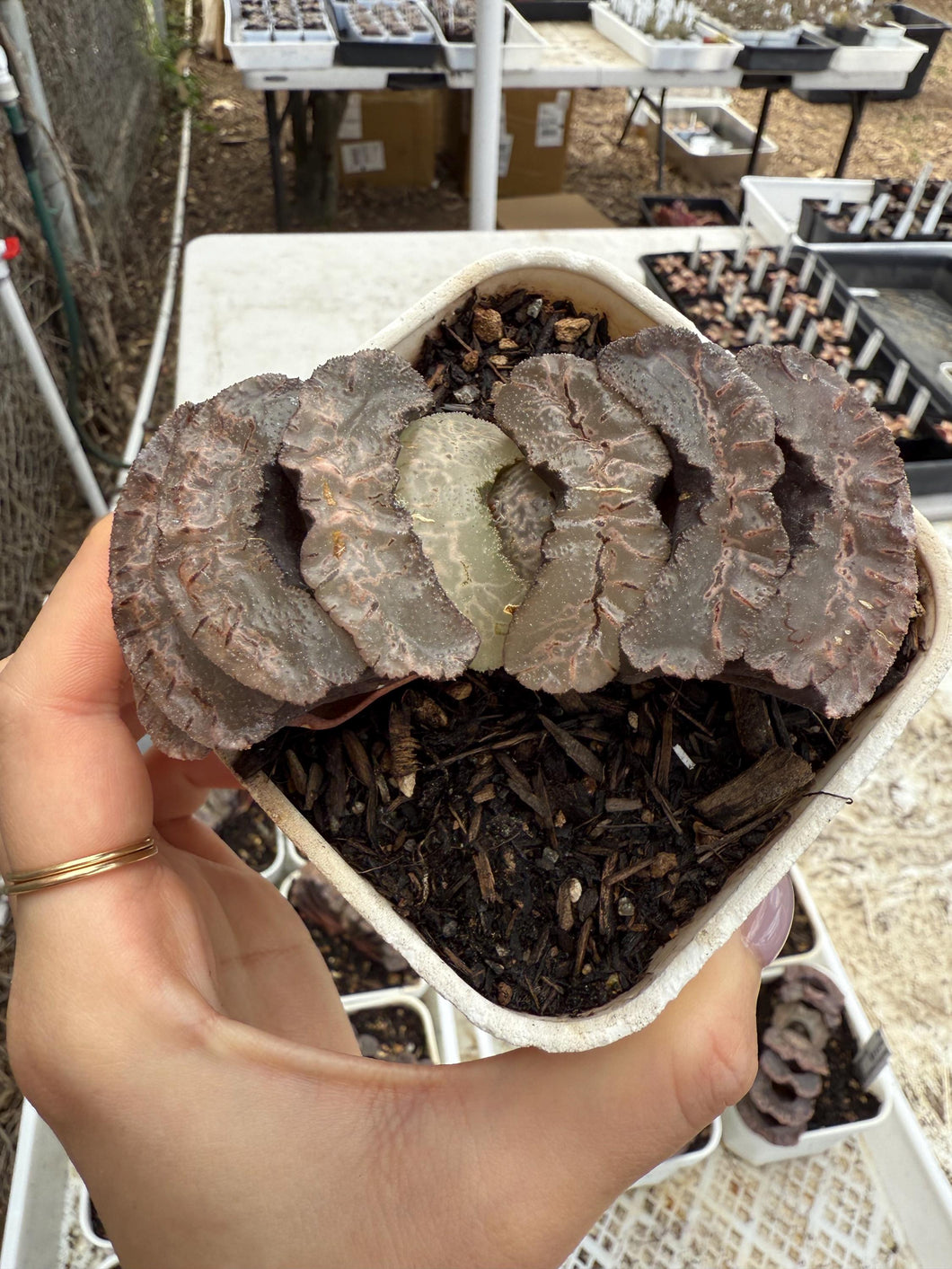 Haworthia ohnawa/big rope Rare Succulent Live Plant Live Succulent Cactus