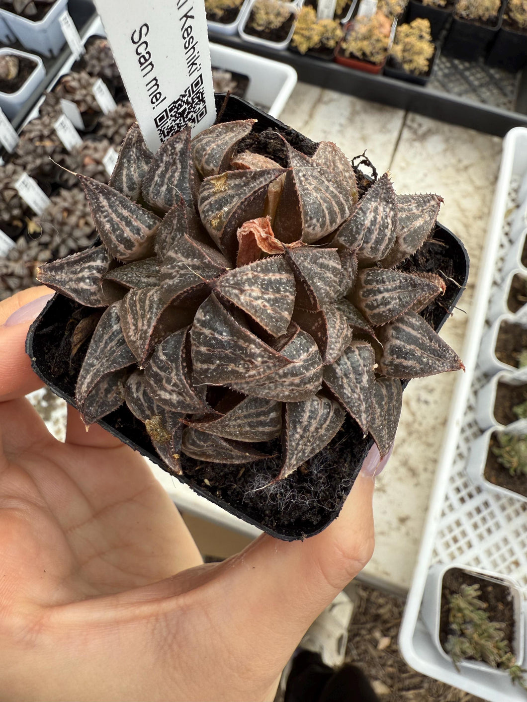 Haworthia yuki keshiki Rare Succulent Live Plant Live Succulent Cactus