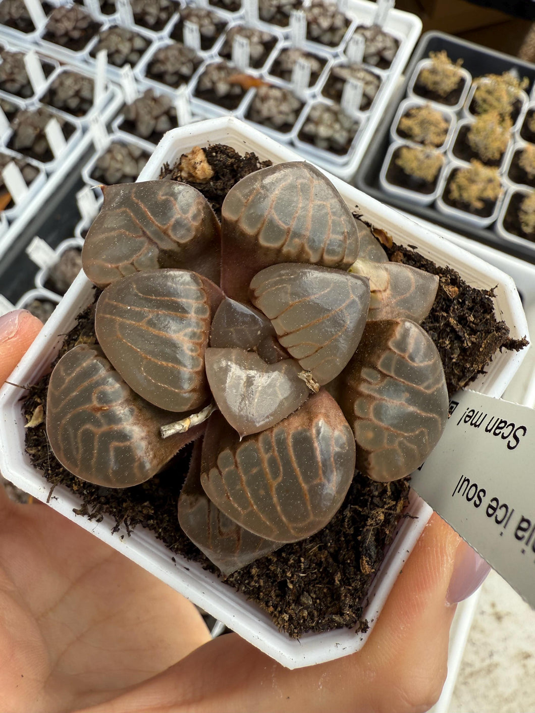 Haworthia ice soul Rare Succulent Live Plant Live Succulent Cactus
