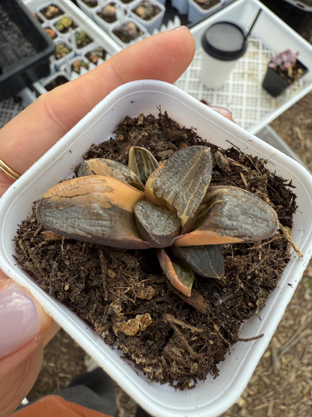 Haworthia springbokvlankensis variegated Rare Succulent Live Plant Live Succulent Cactus