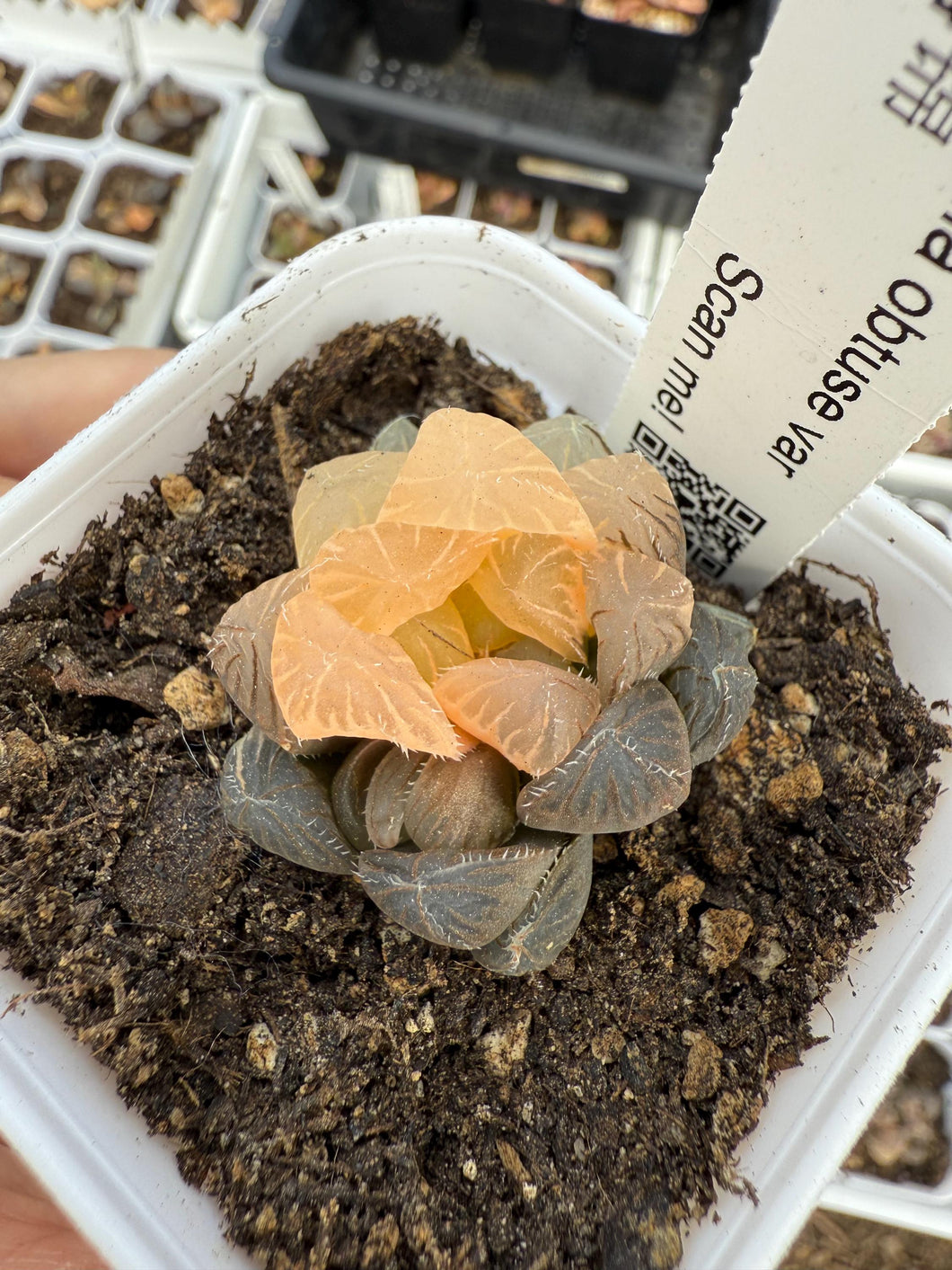 Haworthia obtuse cv variegated Rare Succulent Live Plant Live Succulent Cactus