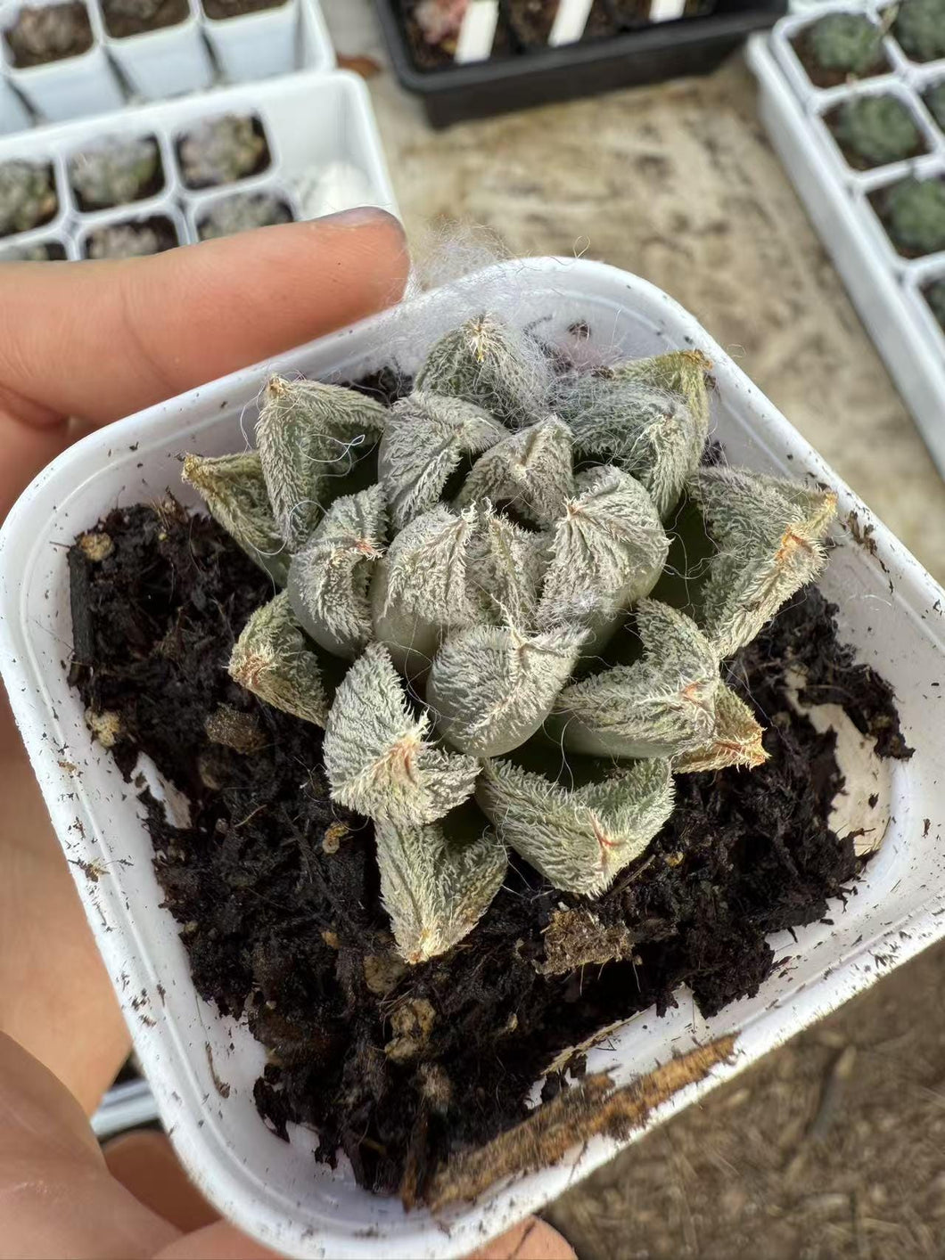 rare white succulent Haworthia white fox – cactus cat succulents