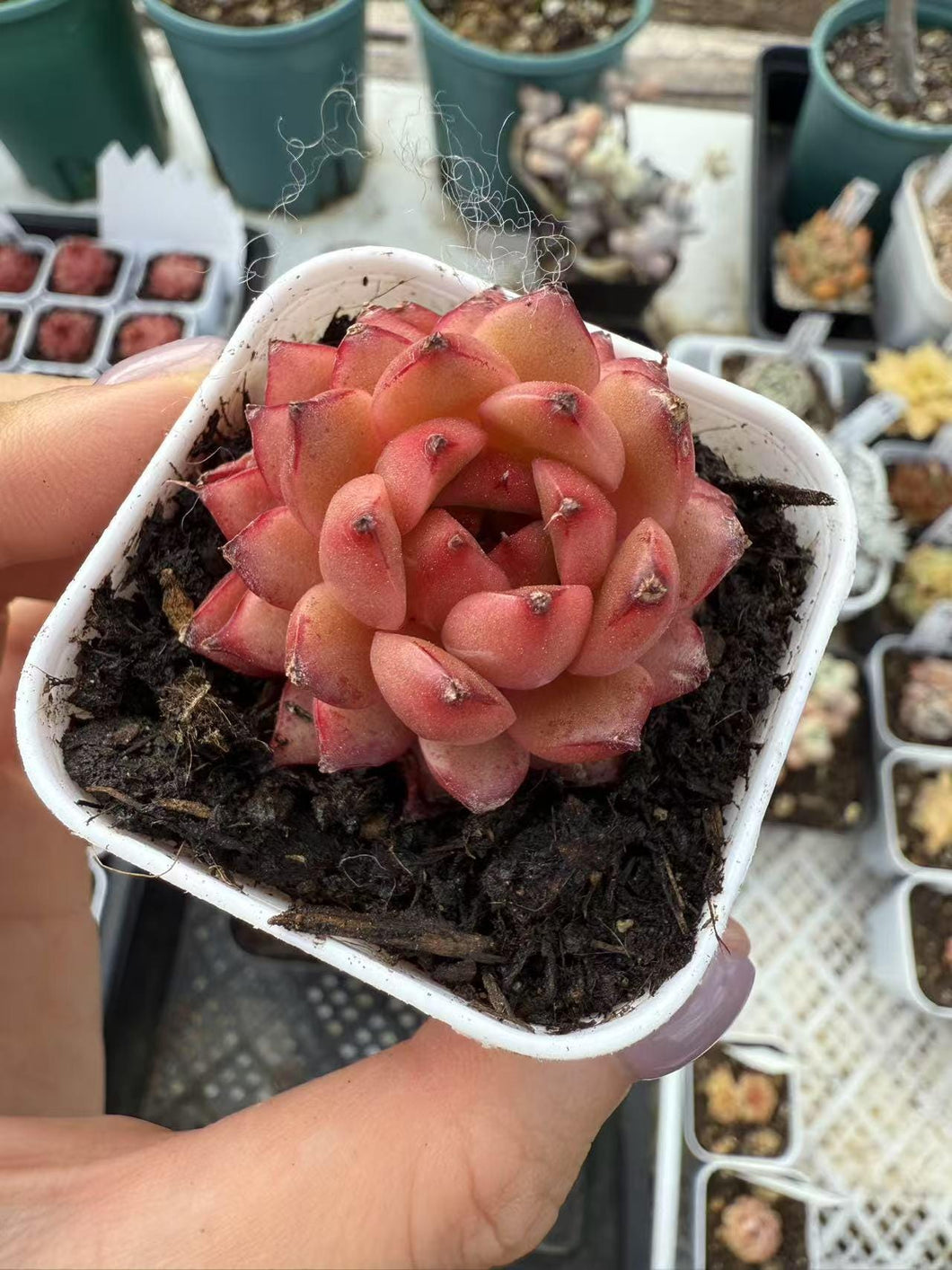 Echeveria hanabi Rare Succulent Live Plant Live Succulent Cactus
