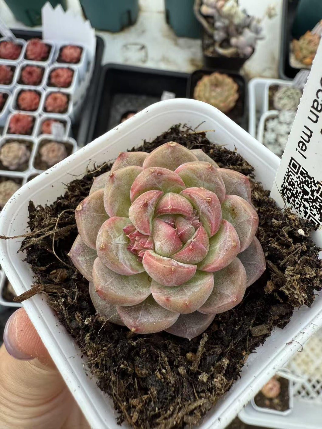 Echeveria golden lock rose Rare Succulent Live Plant Live Succulent Cactus