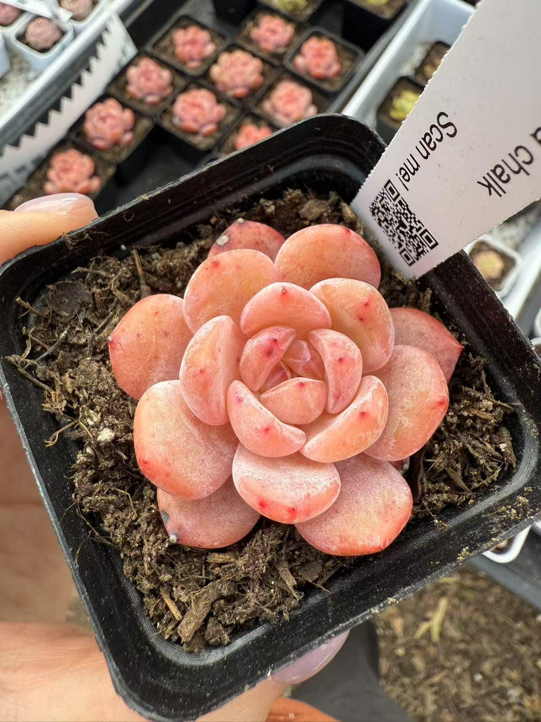 Echeveria chalk Rare Succulent Live Plant Live Succulent Cactus