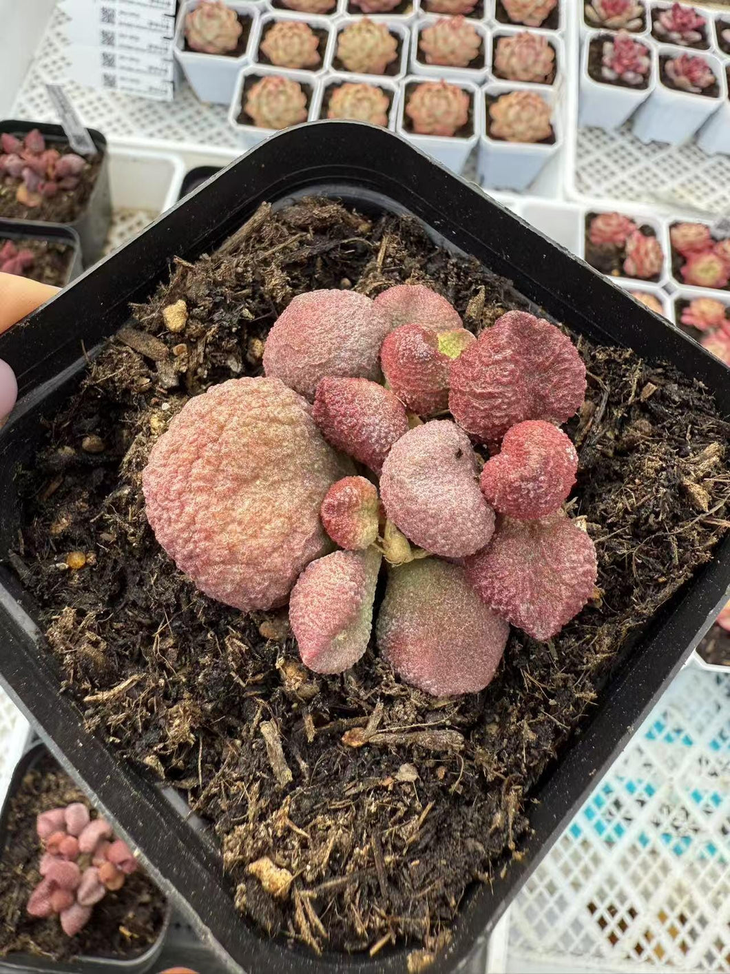 Adromischus honey peach Rare Succulent Live Plant Live Succulent Cactus