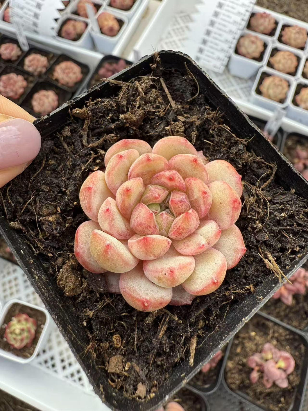 Echeveria jade dragon balloon Rare Succulent Live Plant Live Succulent Cactus