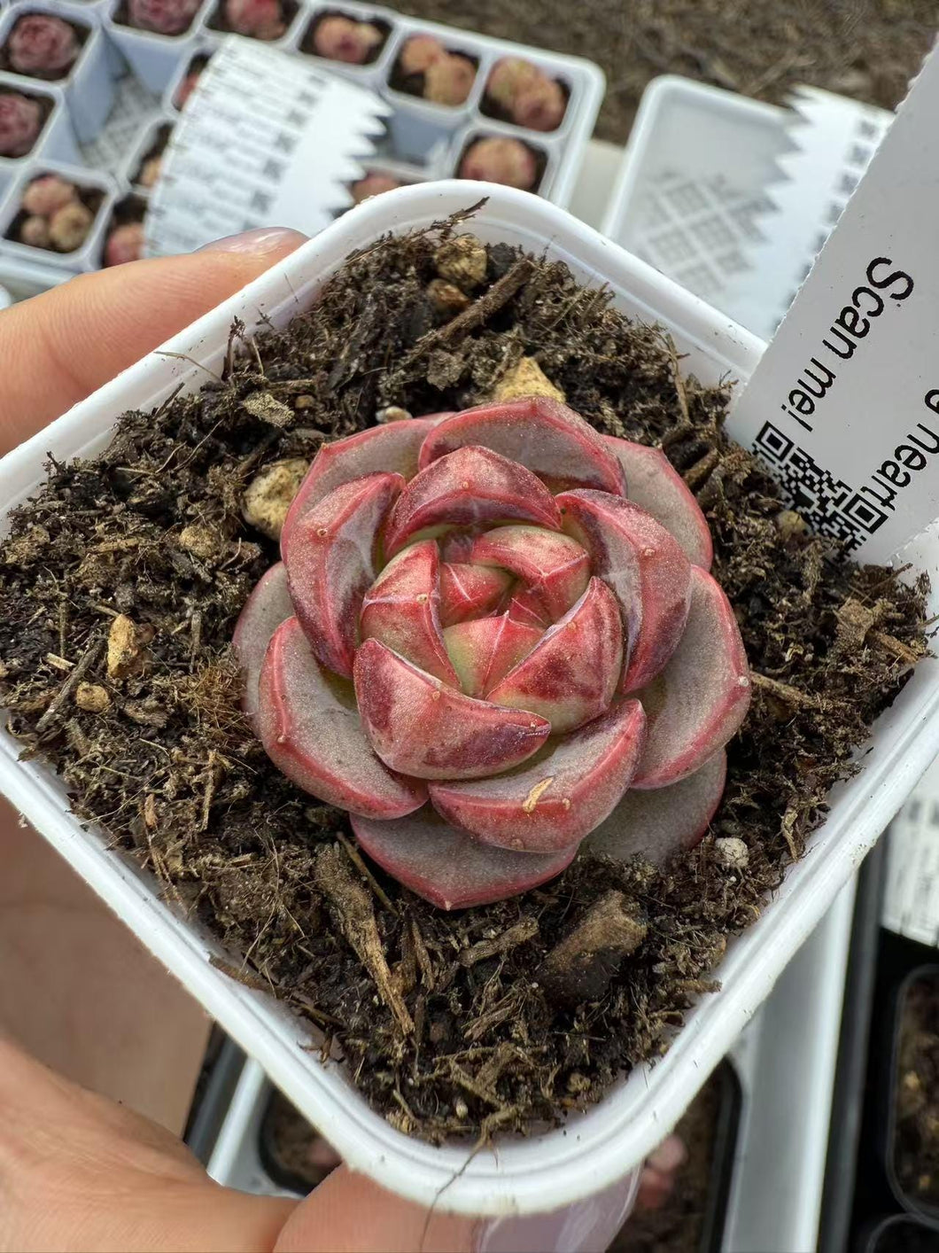 Echeveria stealing heart Rare Succulent Live Plant Live Succulent Cactus