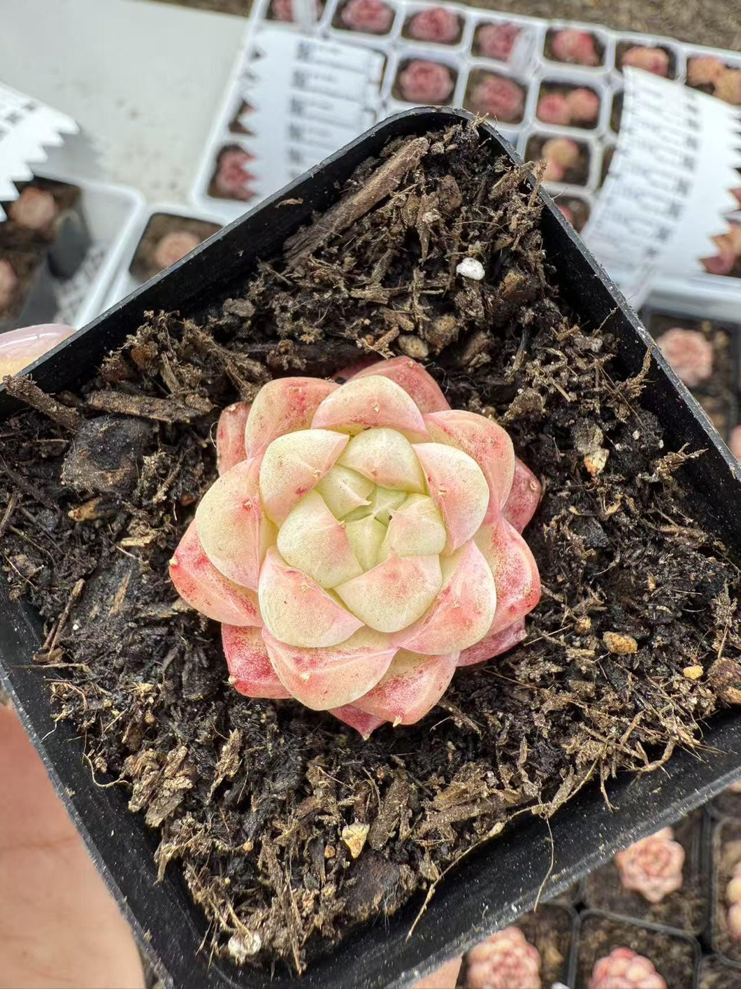 Echeveria pentagram Rare Succulent Live Plant Live Succulent Cactus
