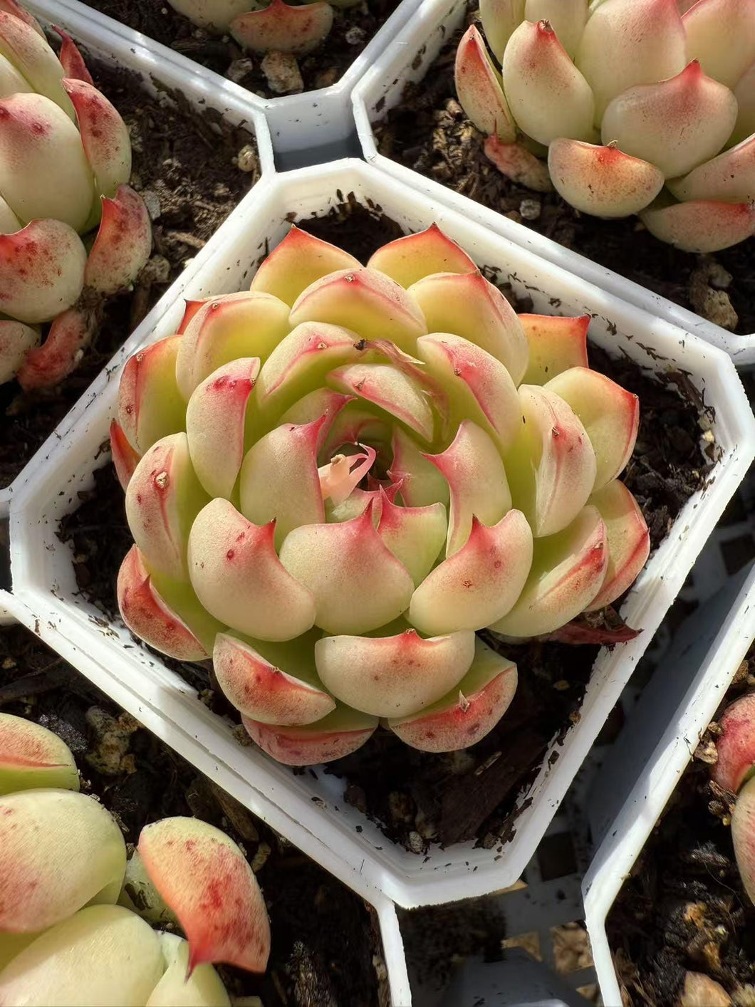 Echeveria soul stealing fairy Rare Succulent Live Plant Live Succulent Cactus