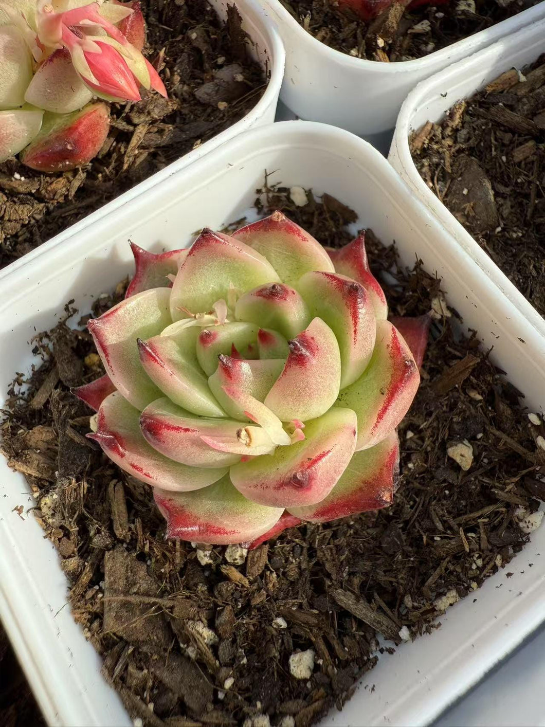 Echeveria orange blossom beauty Rare Succulent Live Plant Live Succulent Cactus