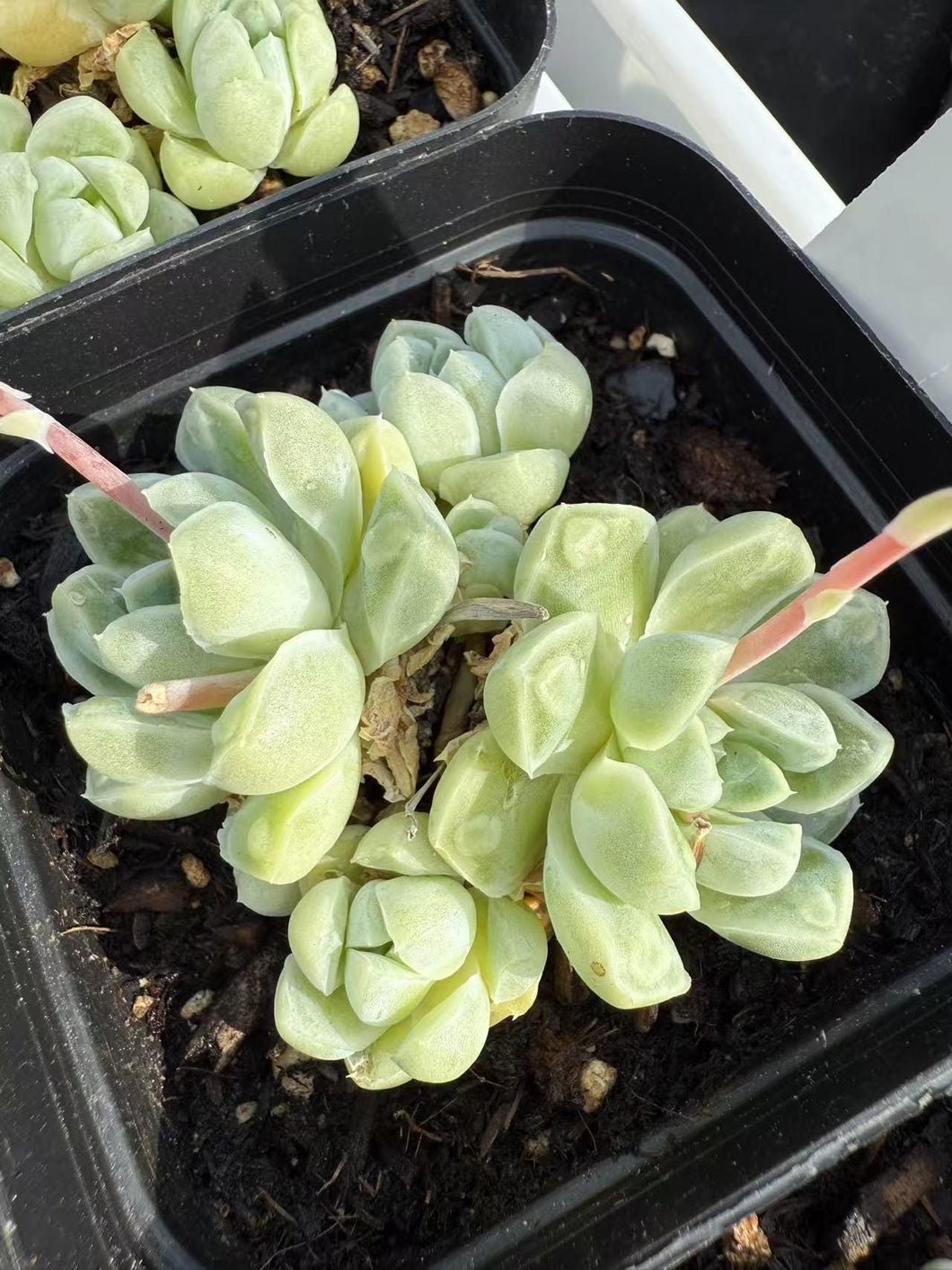 kyte succulent Echeveria totoli – cactus cat succulents