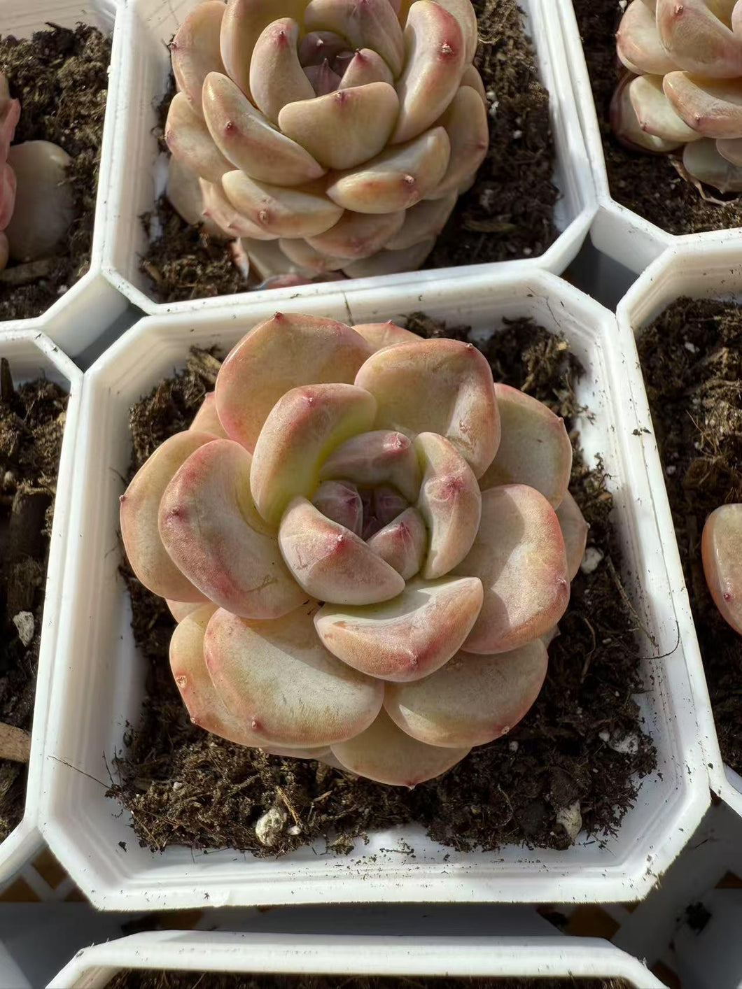 Echeveria taro delight Rare Succulent Live Plant Live Succulent Cactus