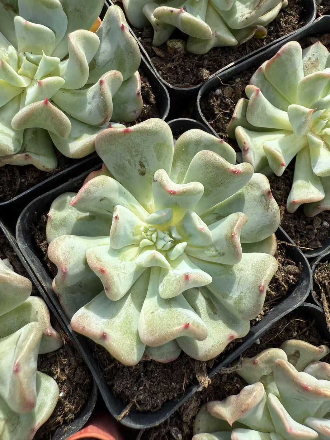 Echeveria fly to the sky Rare Succulent Live Plant Live Succulent Cactus