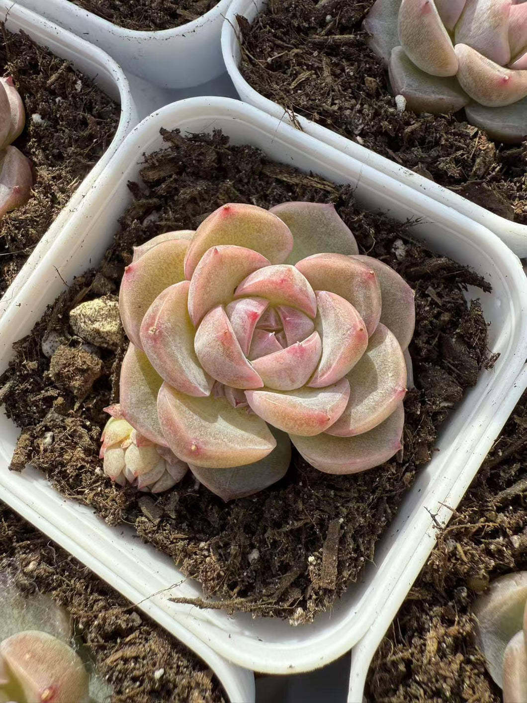 Echeveria carslan Rare Succulent Live Plant Live Succulent Cactus