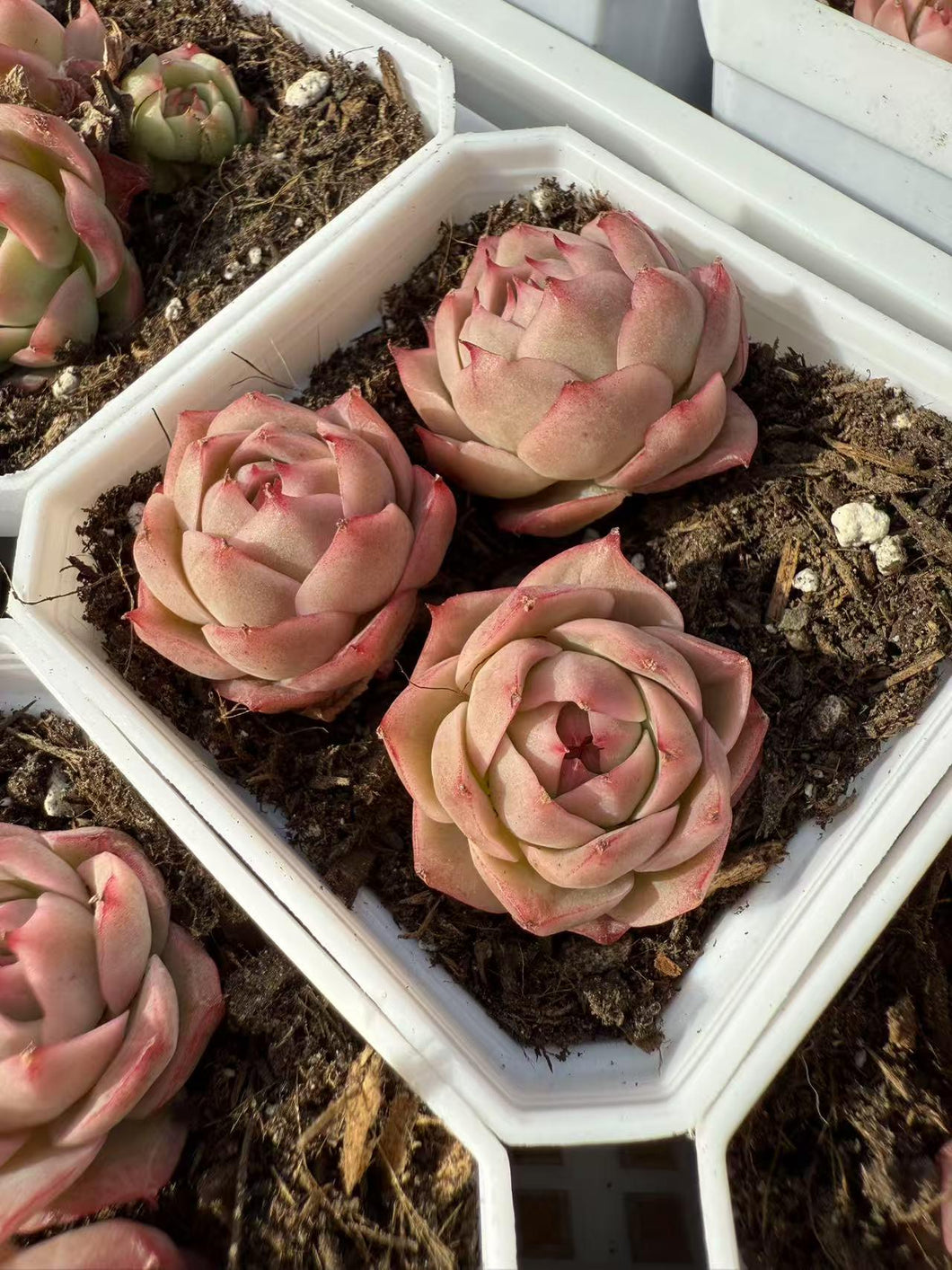Echeveria flame roses Rare Succulent Live Plant Live Succulent Cactus