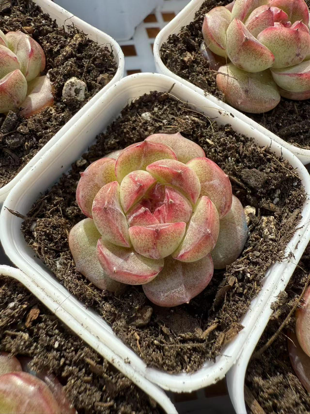 Echeveria pomegranate ice Rare Succulent Live Plant Live Succulent Cactus
