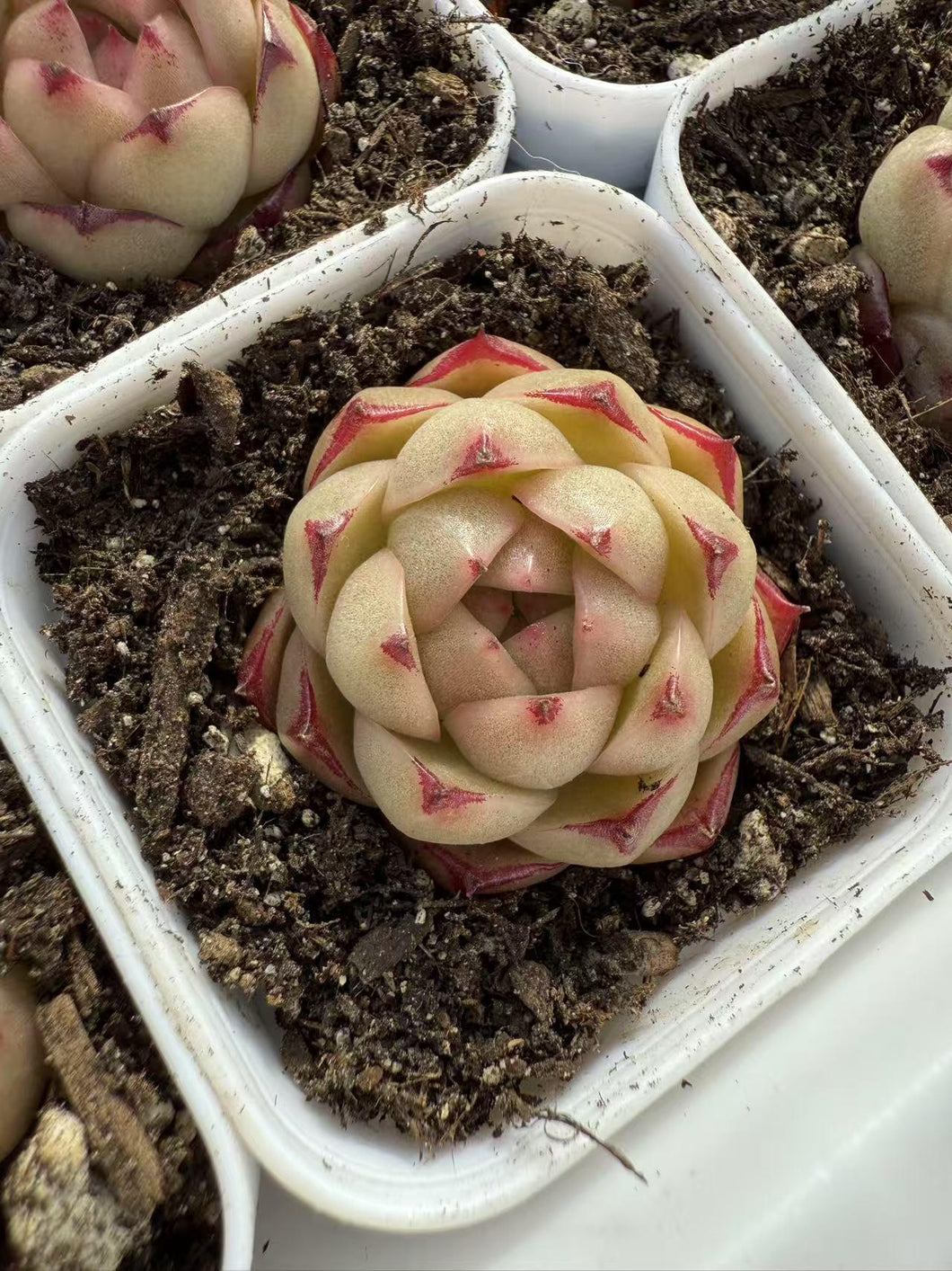 Echeveria phoenix tears Rare Succulent Live Plant Live Succulent Cactus