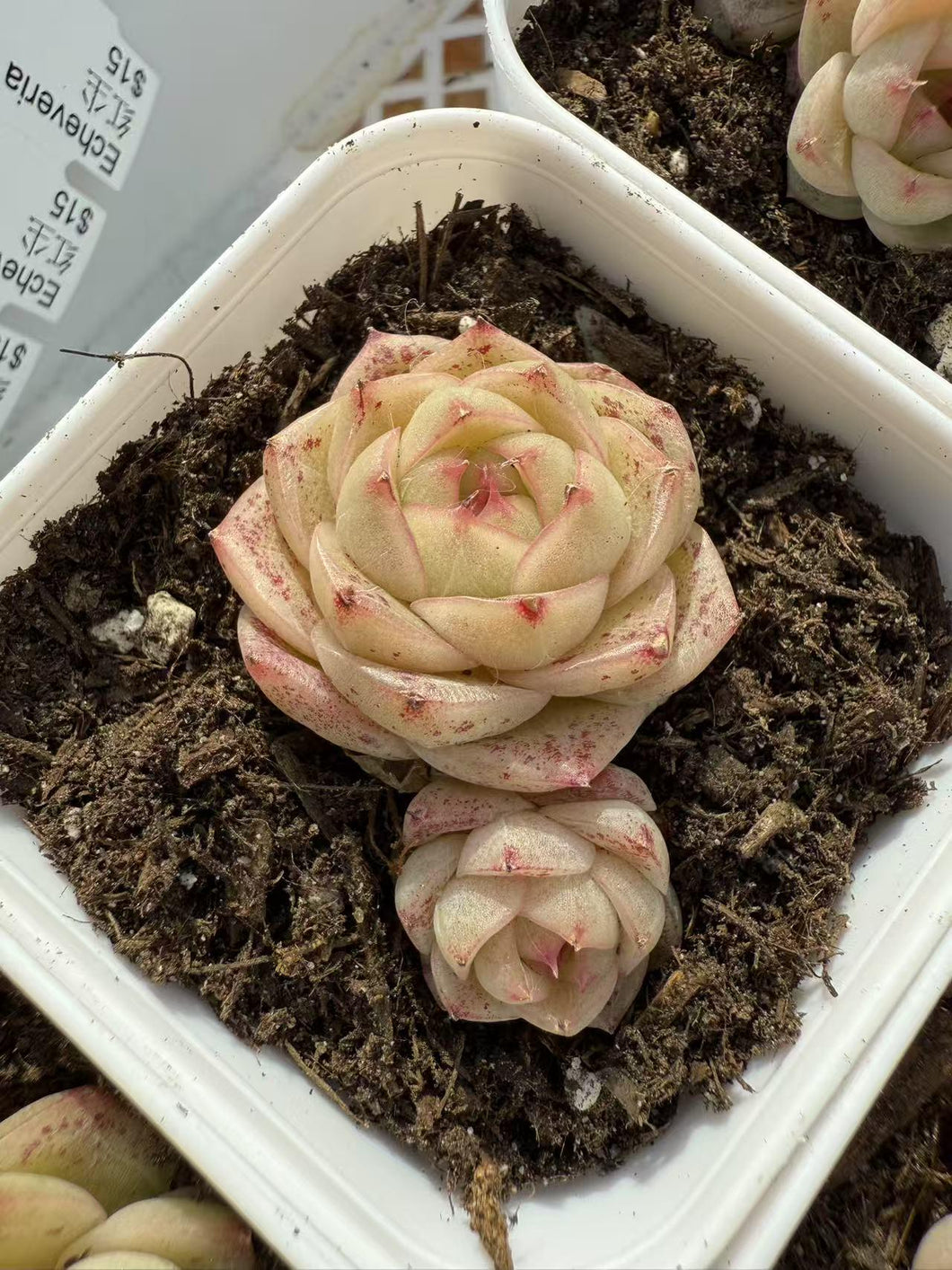 Echeveria red dust Rare Succulent Live Plant Live Succulent Cactus