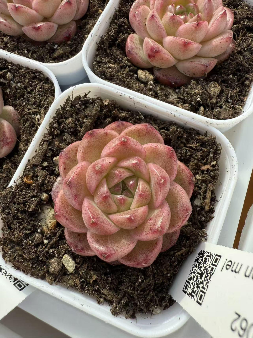 Echeveria no.062 Rare Succulent Live Plant Live Succulent Cactus