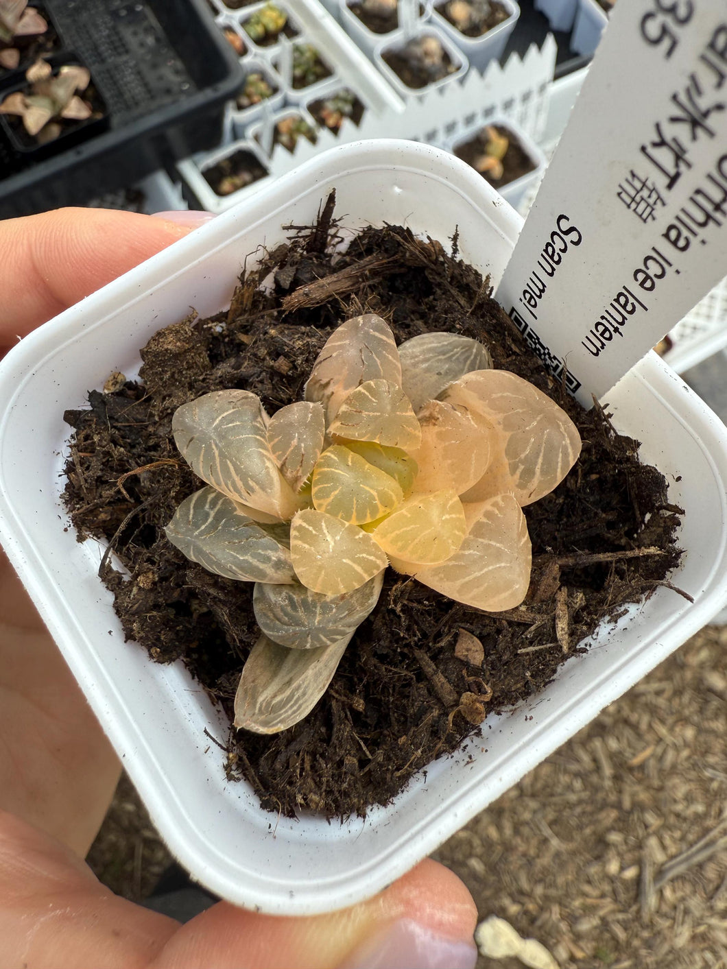 Haworthia ice lantern variegated Rare Succulent Live Plant Live Succulent Cactus