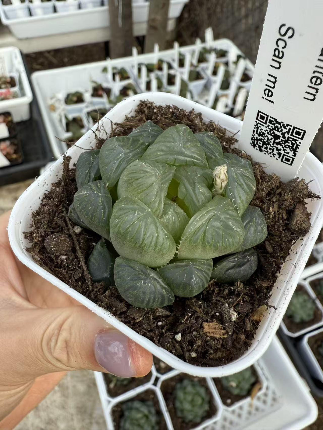 Haworthia ice lantern Rare Succulent Live Plant Live Succulent Cactus