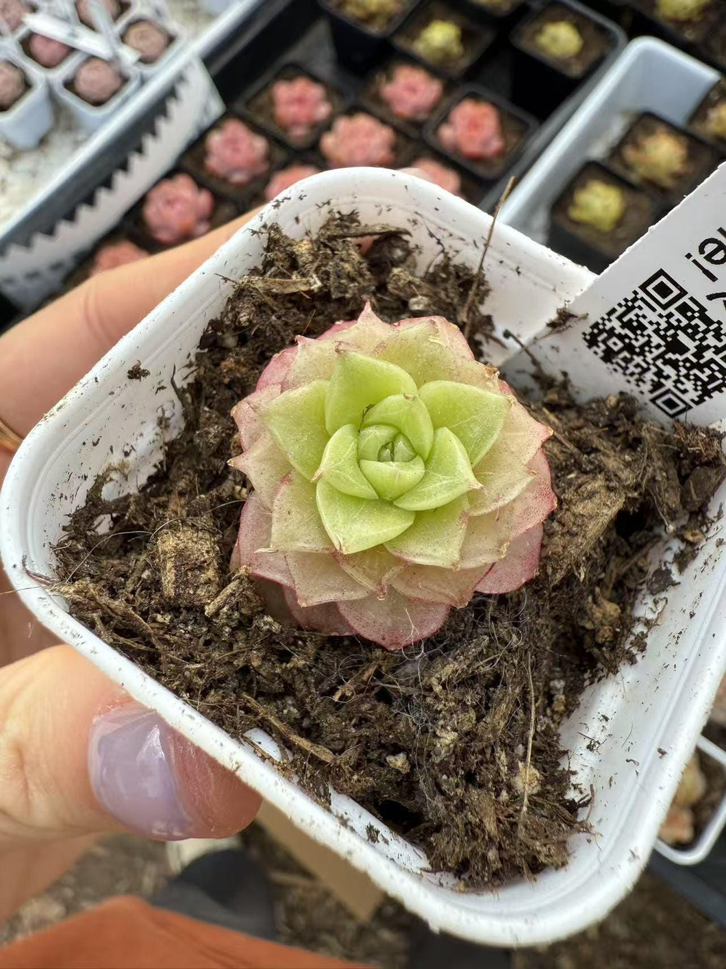 Echeveria fallen cherry blossom fairy Rare Succulent Live Plant Live Succulent Cactus