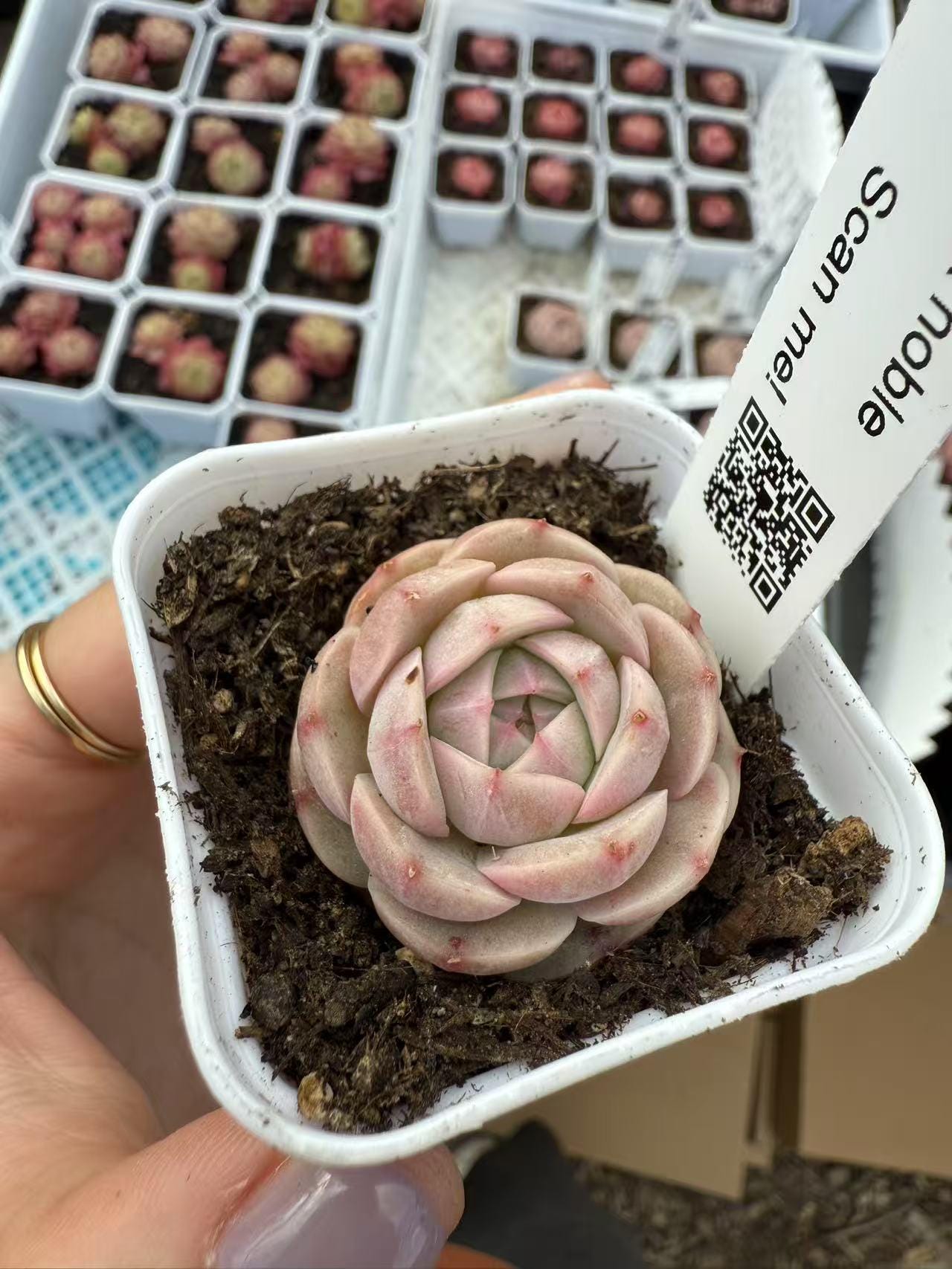 Echeveria pink noble – cactus cat succulents
