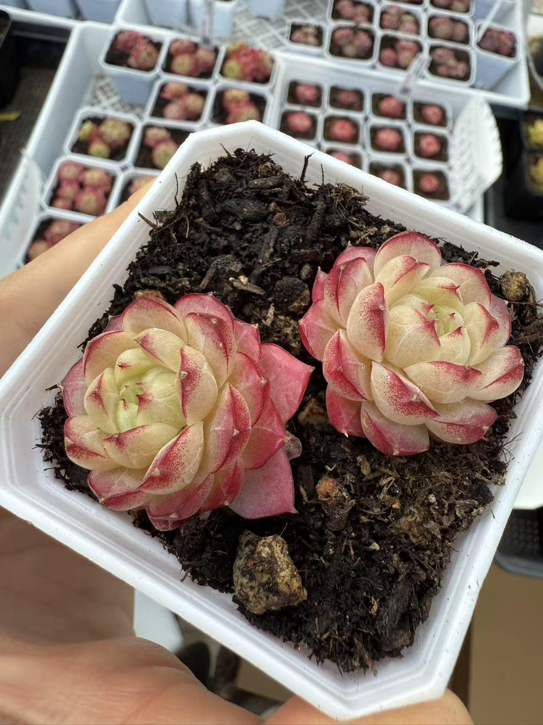 Echeveria queen jenni Rare Succulent Live Plant Live Succulent Cactus