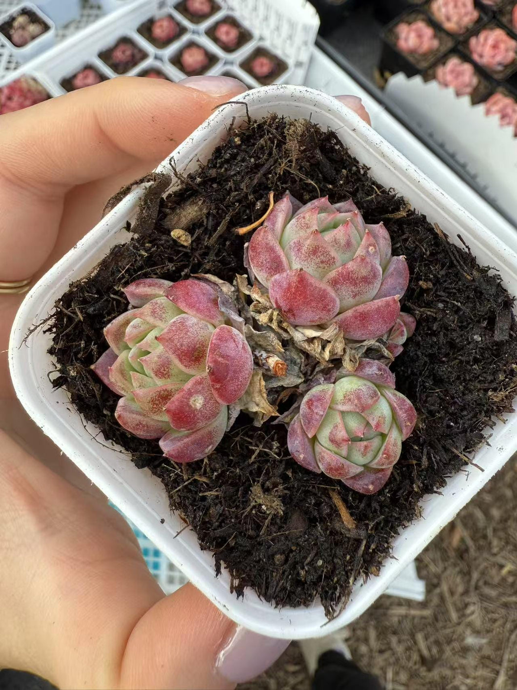 Echeveria flying cloud Rare Succulent Live Plant Live Succulent Cactus