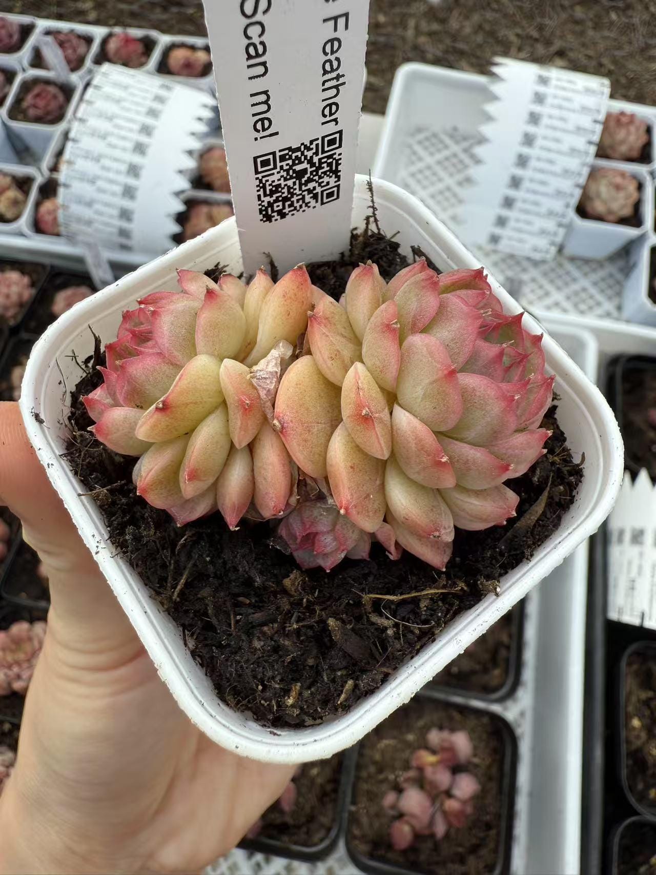 red hole succulent Echeveria jade feather grace – cactus cat succulents