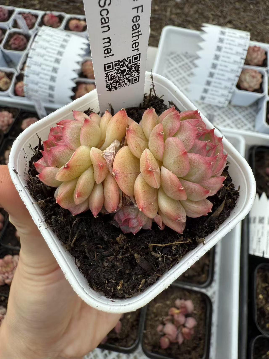 Echeveria jade feather grace Rare Succulent Live Plant Live Succulent Cactus