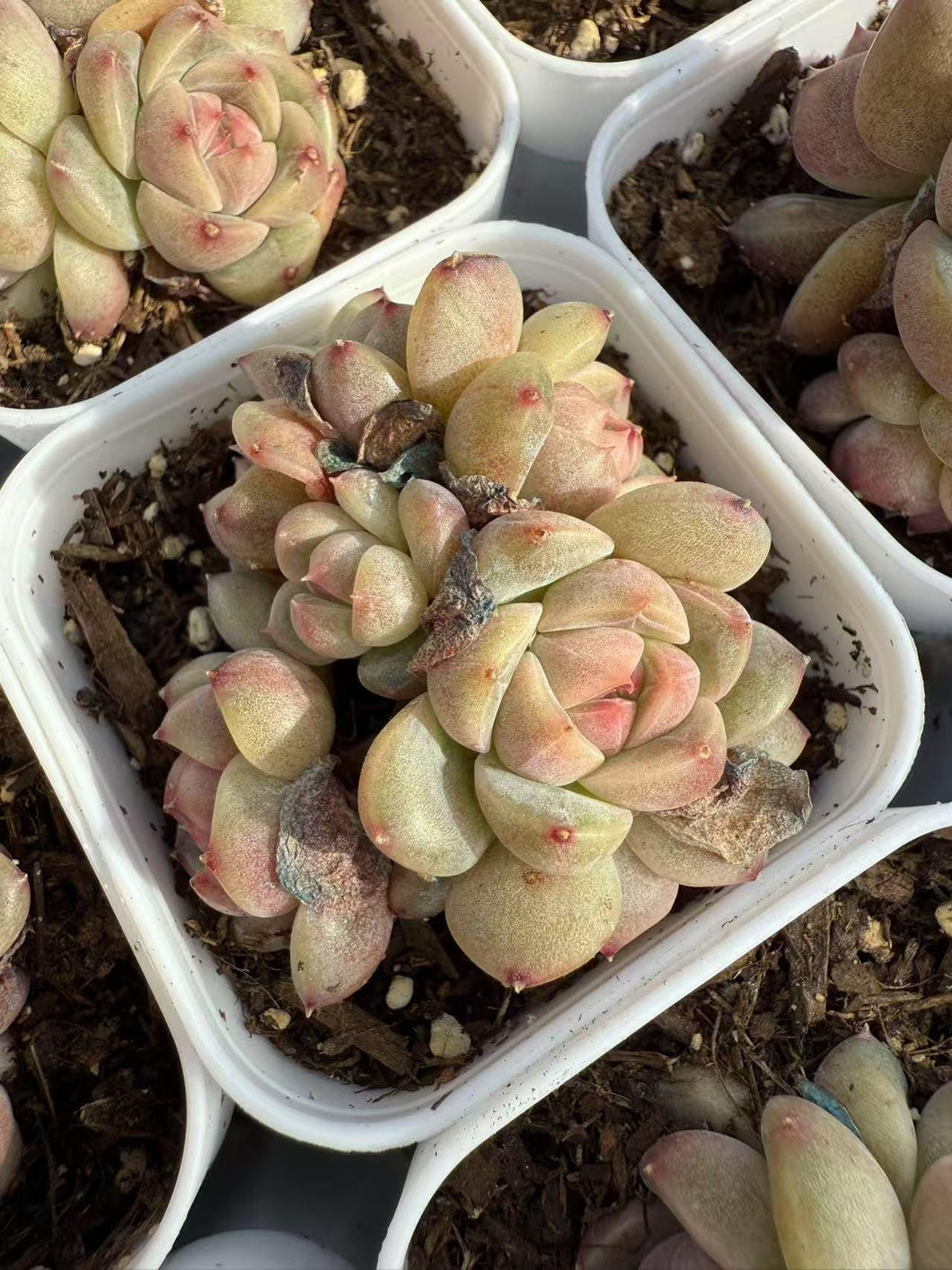 Echeveria morning light EXCLUSIVE Rare Succulent Live Plant Live Succulent Cactus