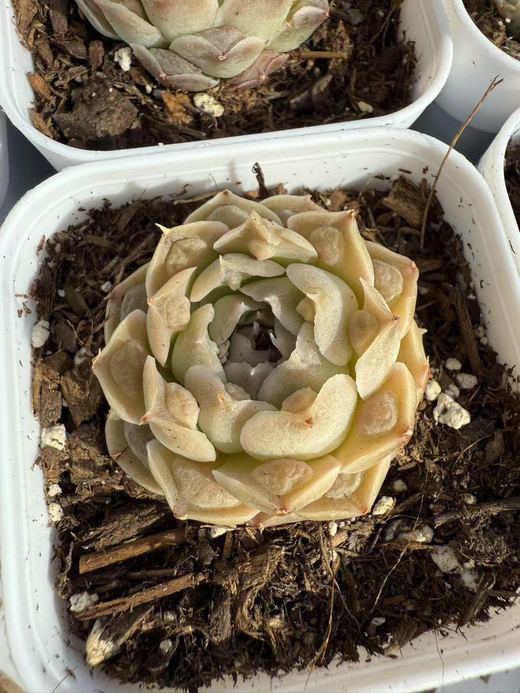 Echeveria hearts choice Rare Succulent Live Plant Live Succulent Cactus