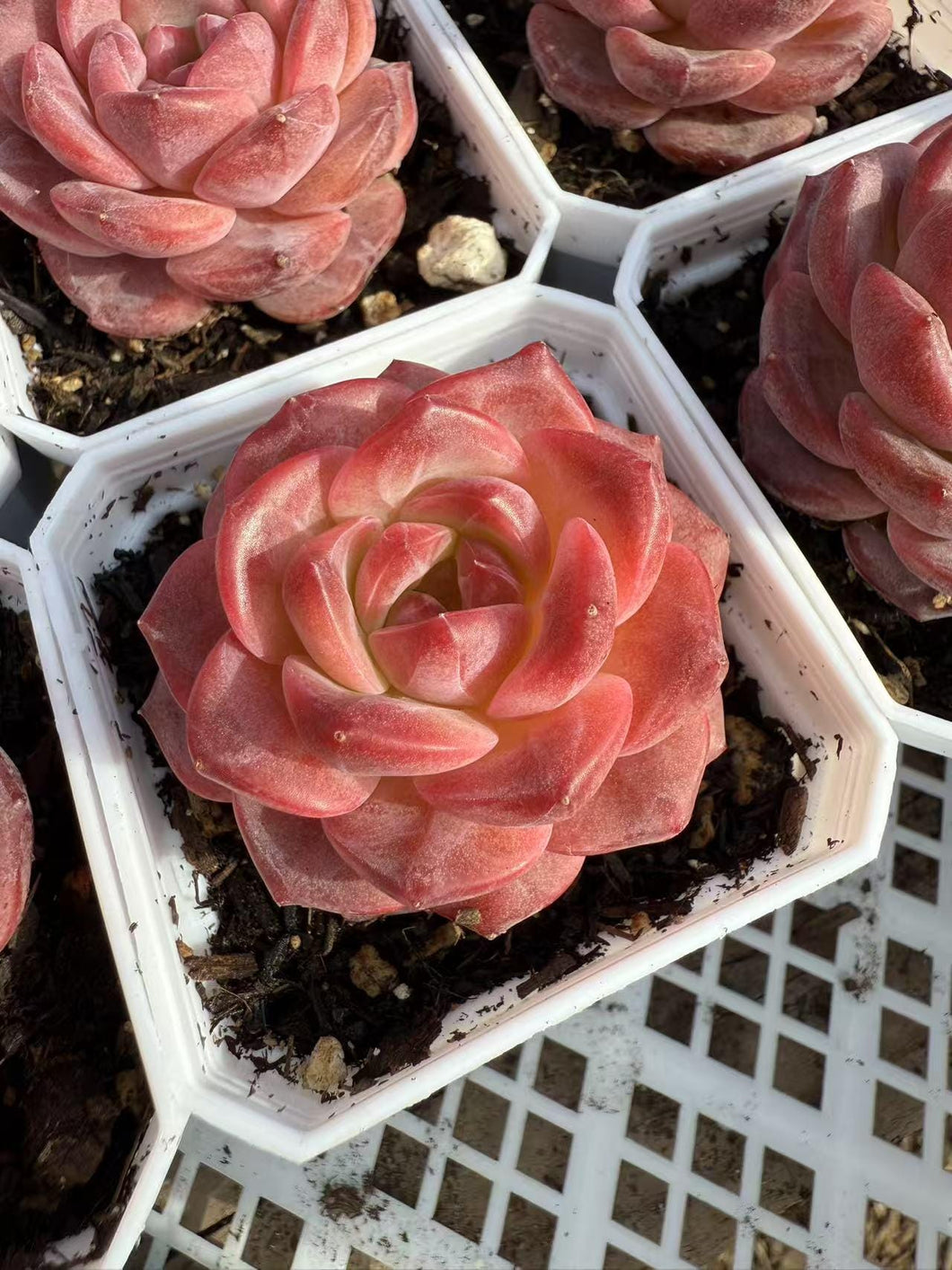 Echeveria angel Jenni Rare Succulent Live Plant Live Succulent Cactus